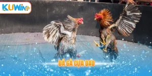 Đá gà cựa dao