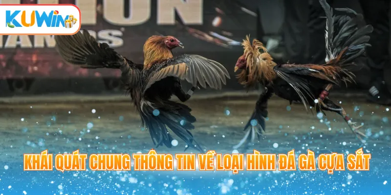 Khái quát chung thông tin về loại hình đá gà cựa sắt